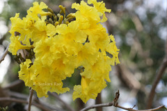 Tabebuia argentea